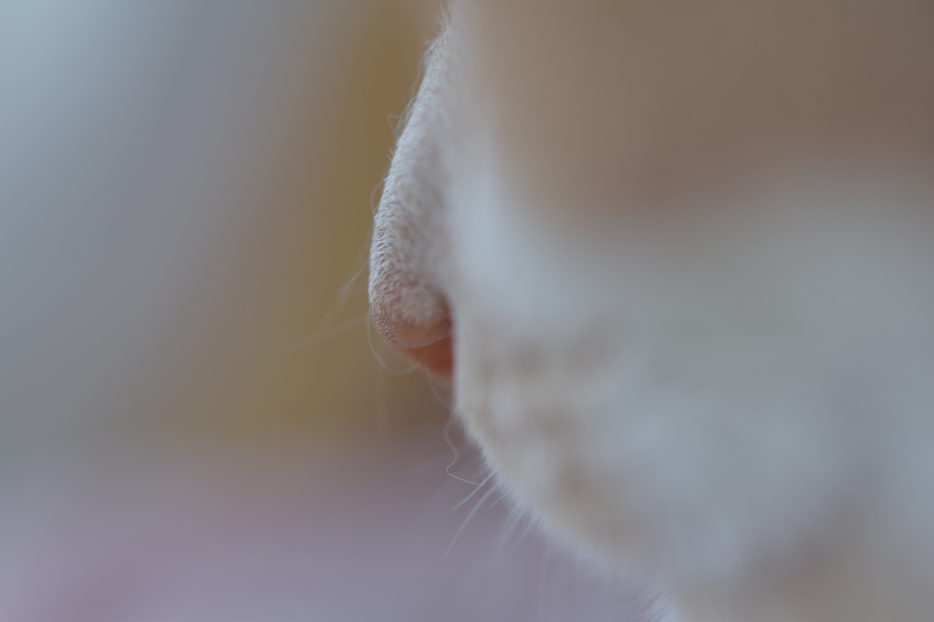 クローズアップねこ　鼻