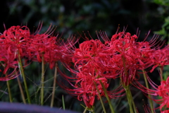 彼岸花