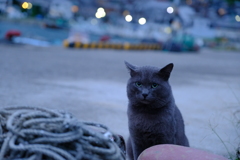 港の猫