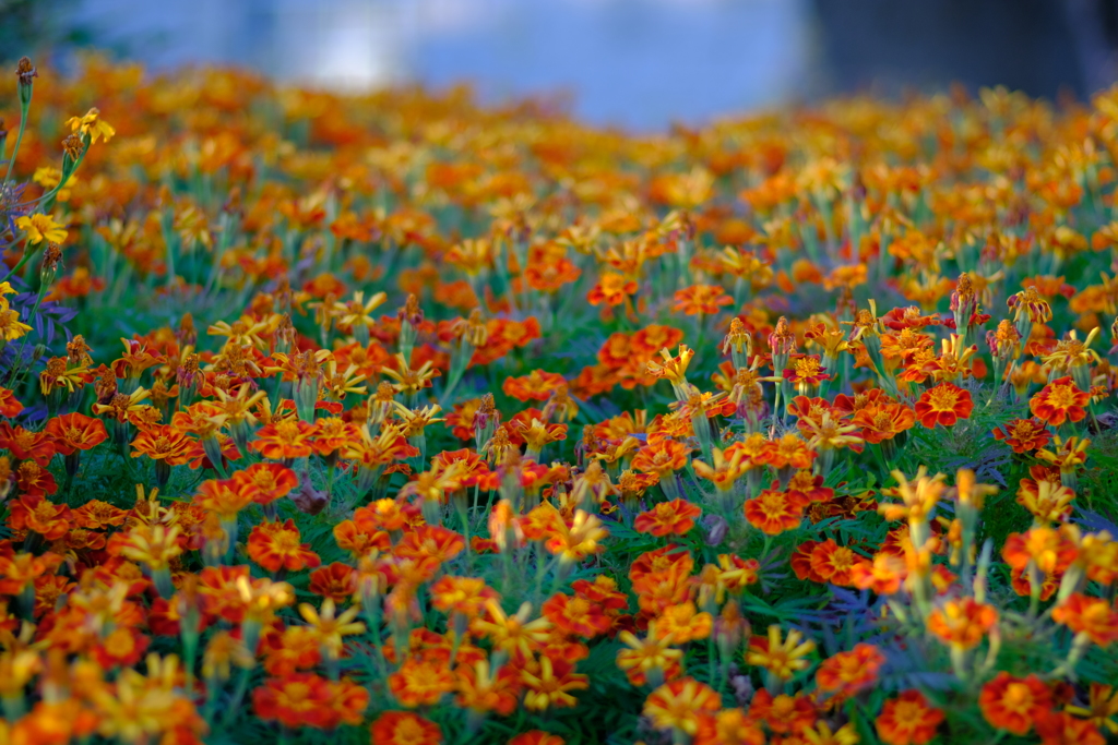 花たち