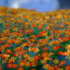 花たち