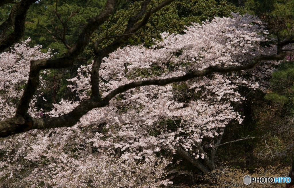 さくら、咲く