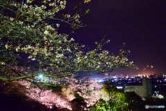 夜桜