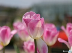 一輪の花