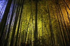 竹林