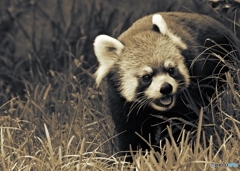 どこに行ってもラスカルは可愛いんです