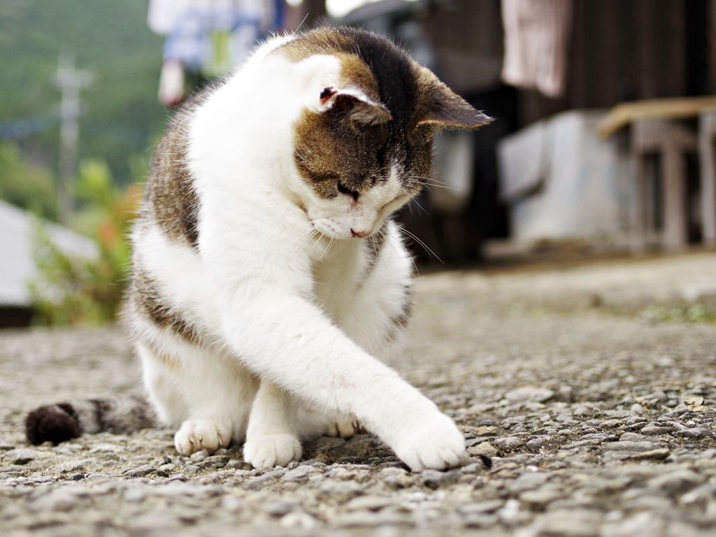 我が家のアイドル