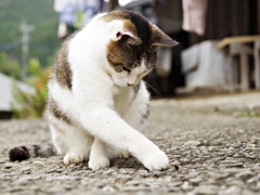 我が家のアイドル