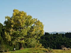犬飼の大イチョウ