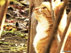 神社の猫