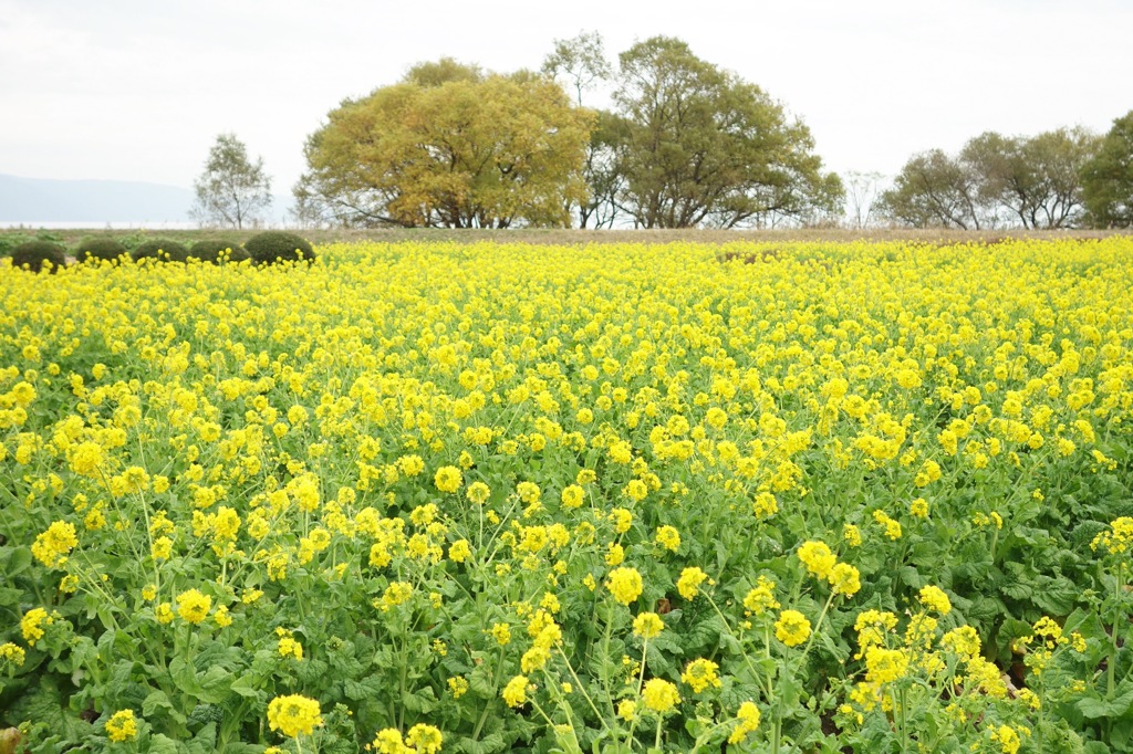 なぎさ公園の寒咲き菜の花