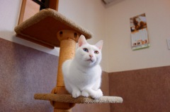 白猫とキャットタワー