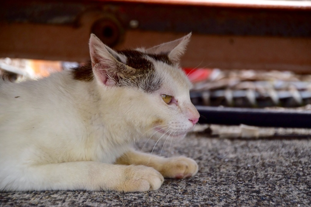 島の猫