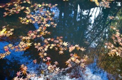 水面の紅葉