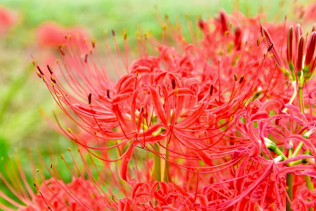 彼岸花