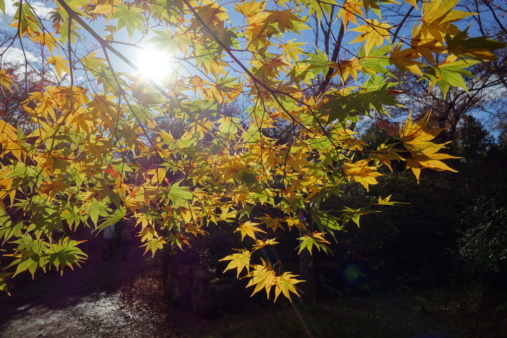 三井寺の紅葉