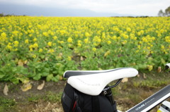 ロードバイクで菜の花畑に