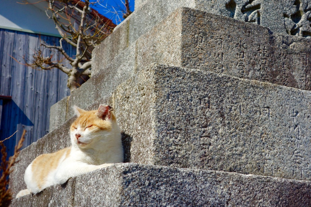 漁港の猫４