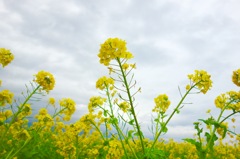 寒咲き菜の花