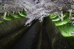 夜桜散策