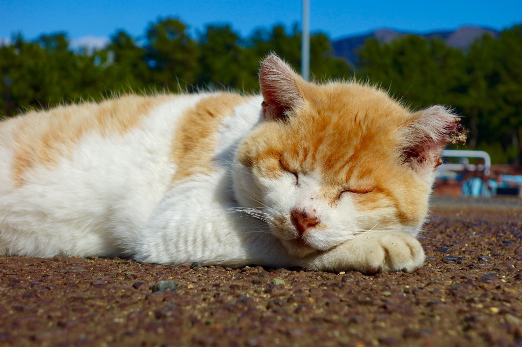 漁港の猫10