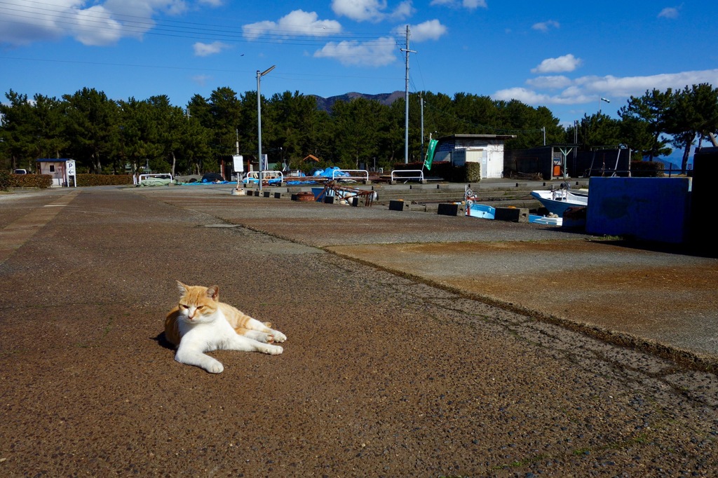 漁港の猫７
