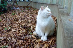 下鴨神社の猫さん