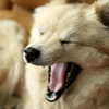  sleepy
