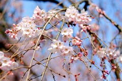 spring