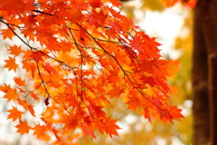 紅葉