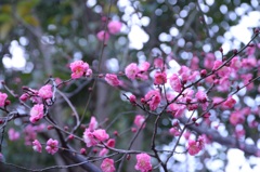 向島 百花園