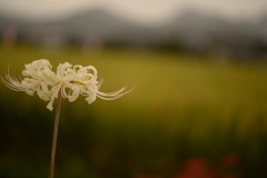 彼岸花