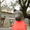 三囲神社 優しい狐