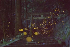 ヒメボタル 