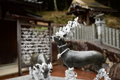 神鹿の受難？