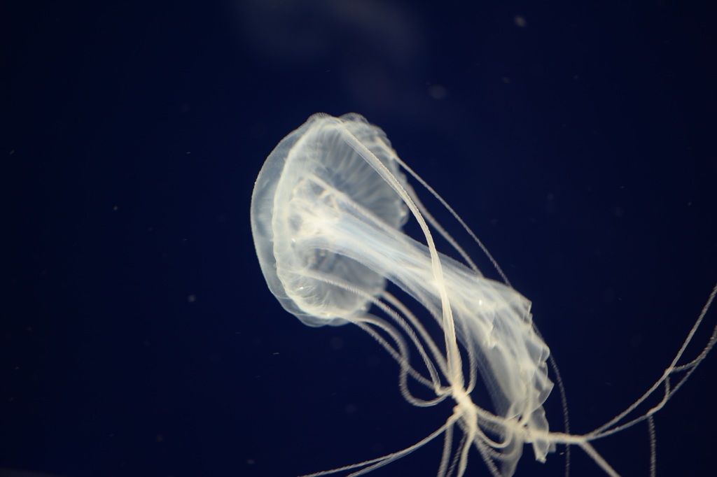 中秋の海月