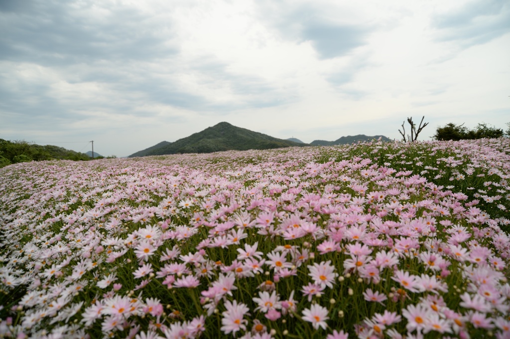 image瀬戸内の春