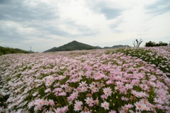 image瀬戸内の春