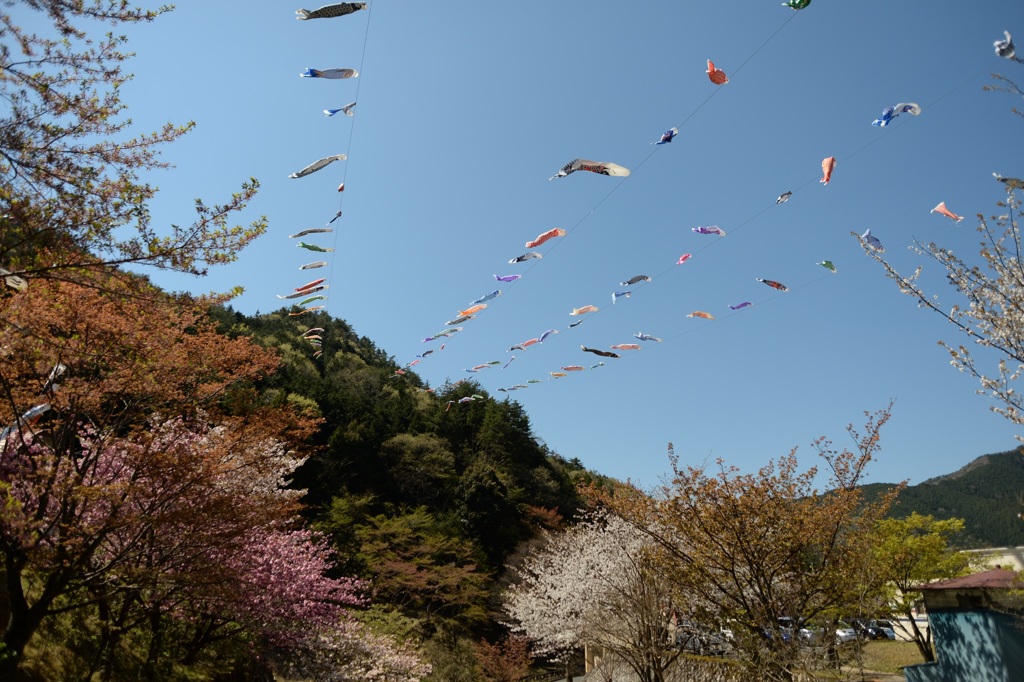残桜と鯉