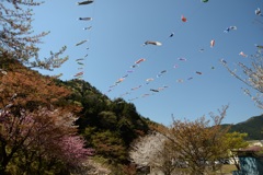 残桜と鯉