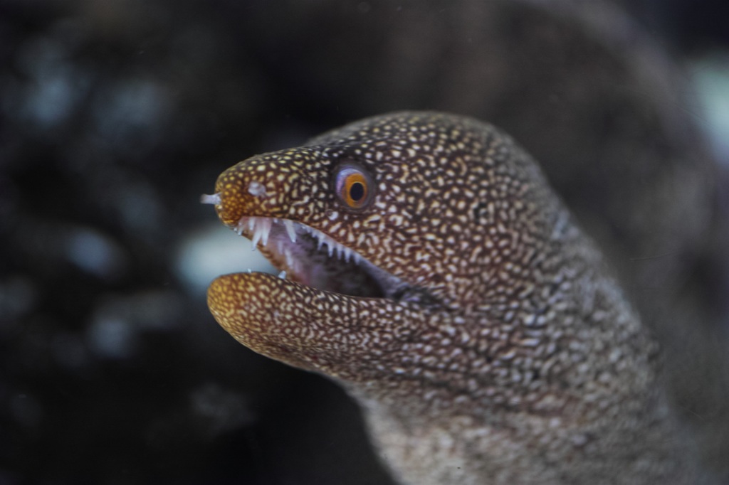 ウツボ