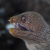 ウツボ