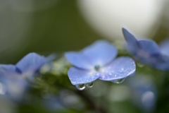 雨上がりの彩色