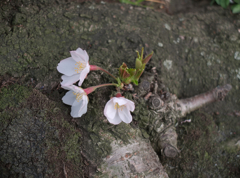 桜_1