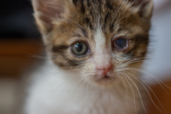 子猫10