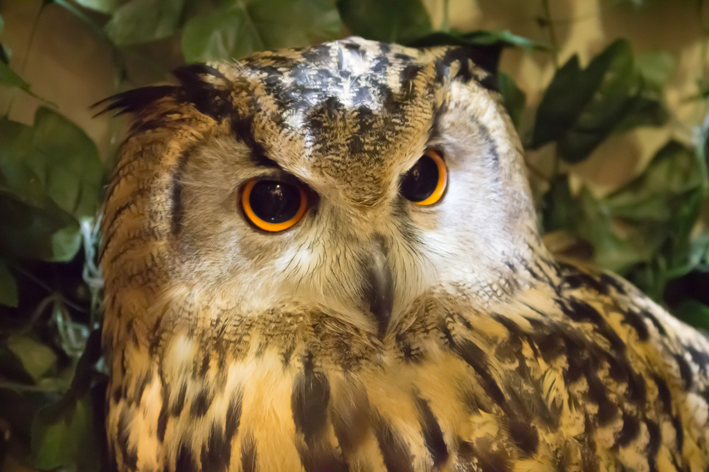 フクロウの森５