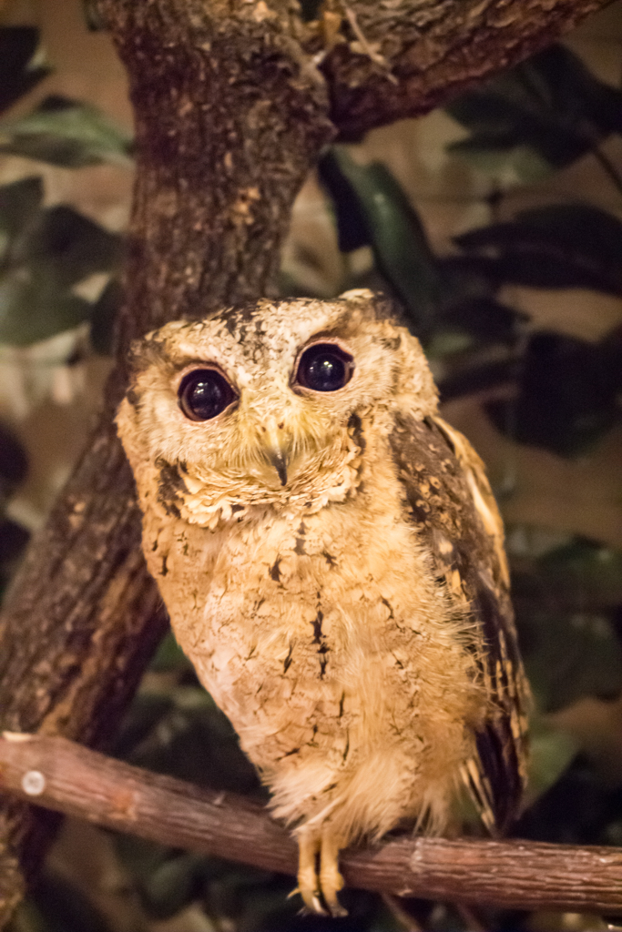 フクロウの森６