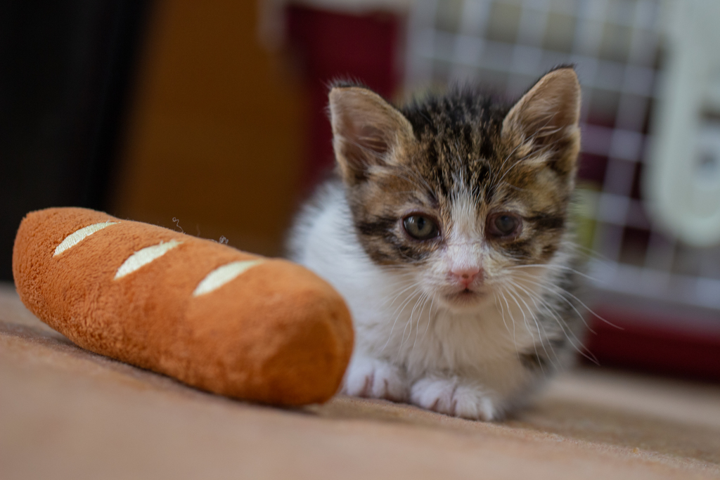 子猫15