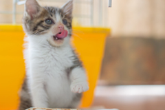 子猫４