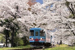 樽見鉄道　桜満開